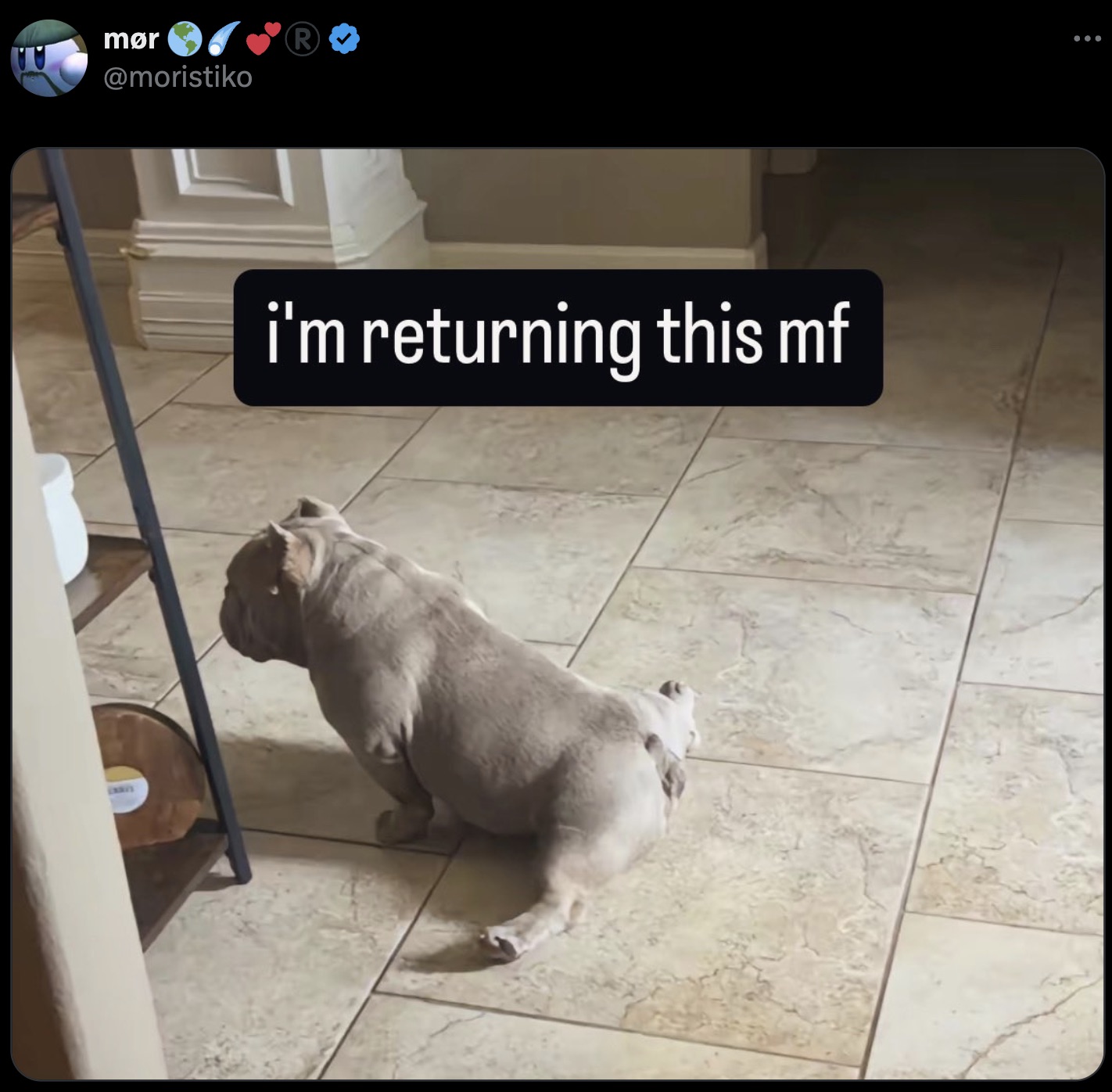 pug - mr i'm returning this mf